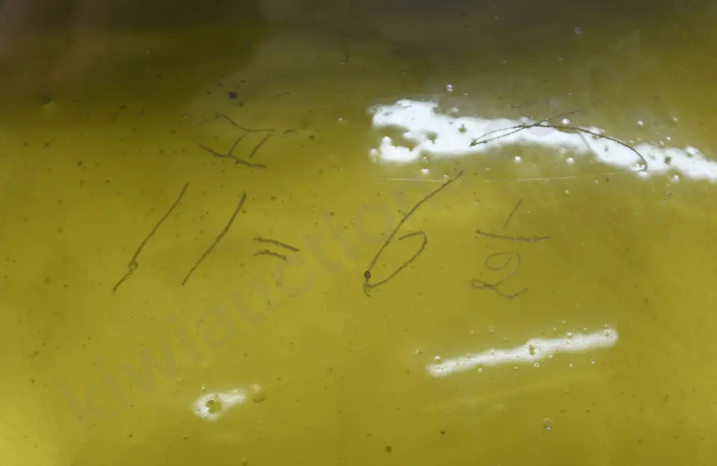 VERY LARGE FREE BLOWN APOTHECARY JAR Image 1++
