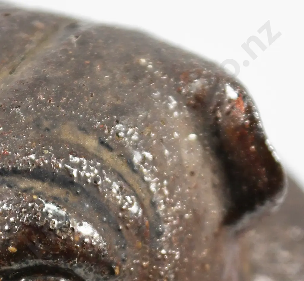 TUA MARINA BRICK WORKS BULLDOG Image 1++