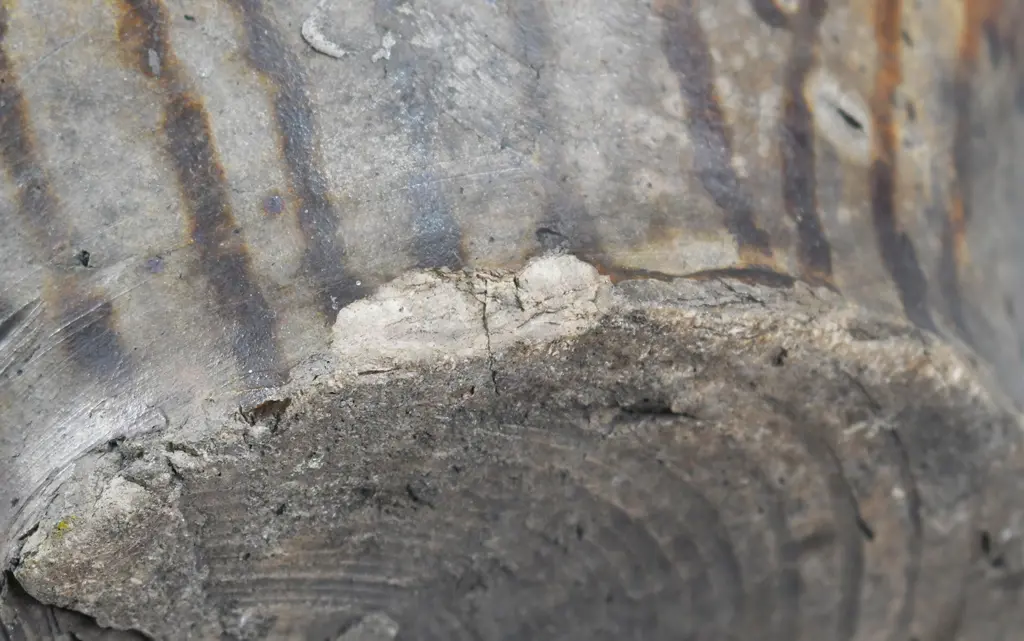 BELLARMINE JUG, VERY LARGE Image 1++