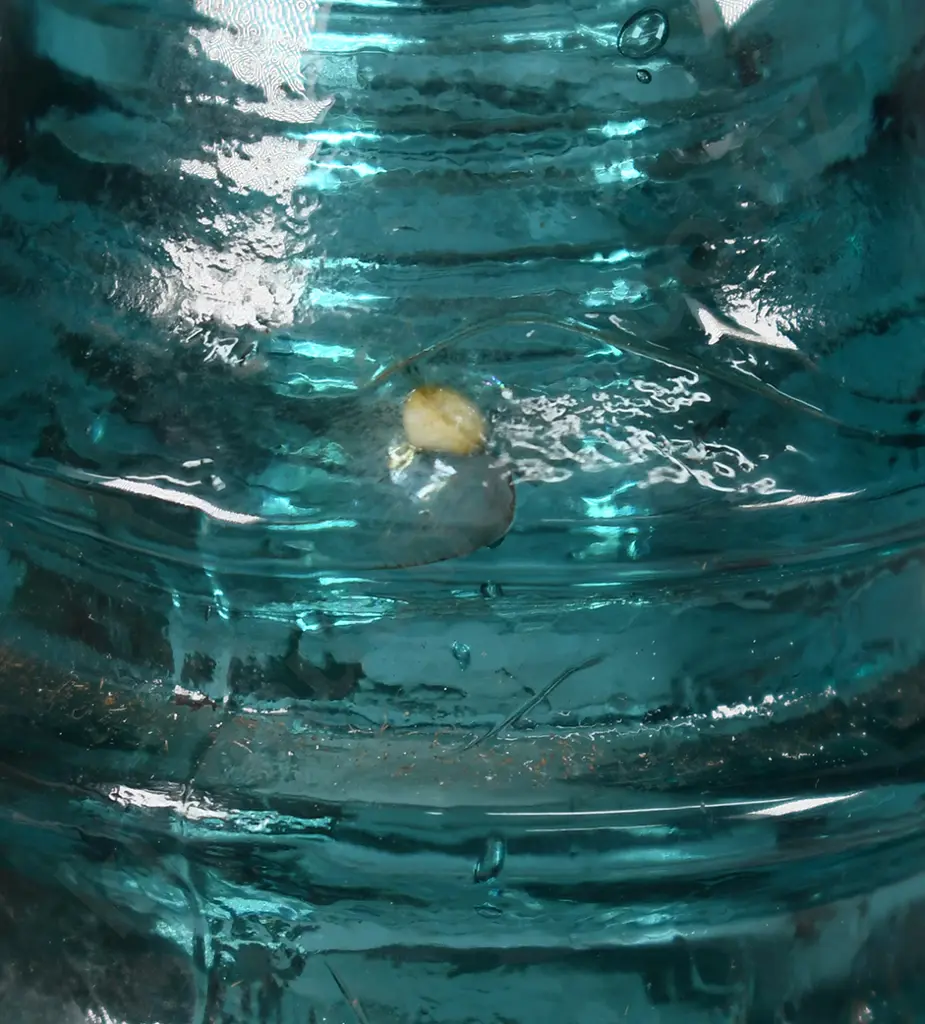 ASSORTED GLASS INSULATORS Image 1++