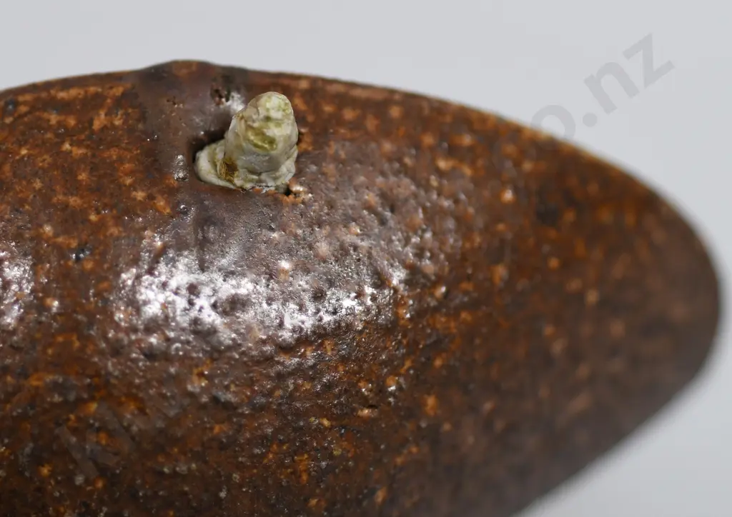 LOOTIQUE SAMPLES Image 1++